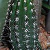 Trichocereus_tacaquirensis